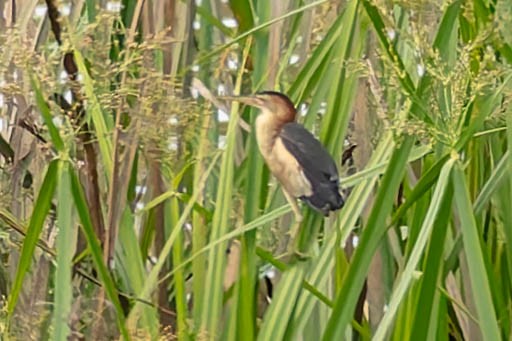 Black-backed Bittern - ML646170575