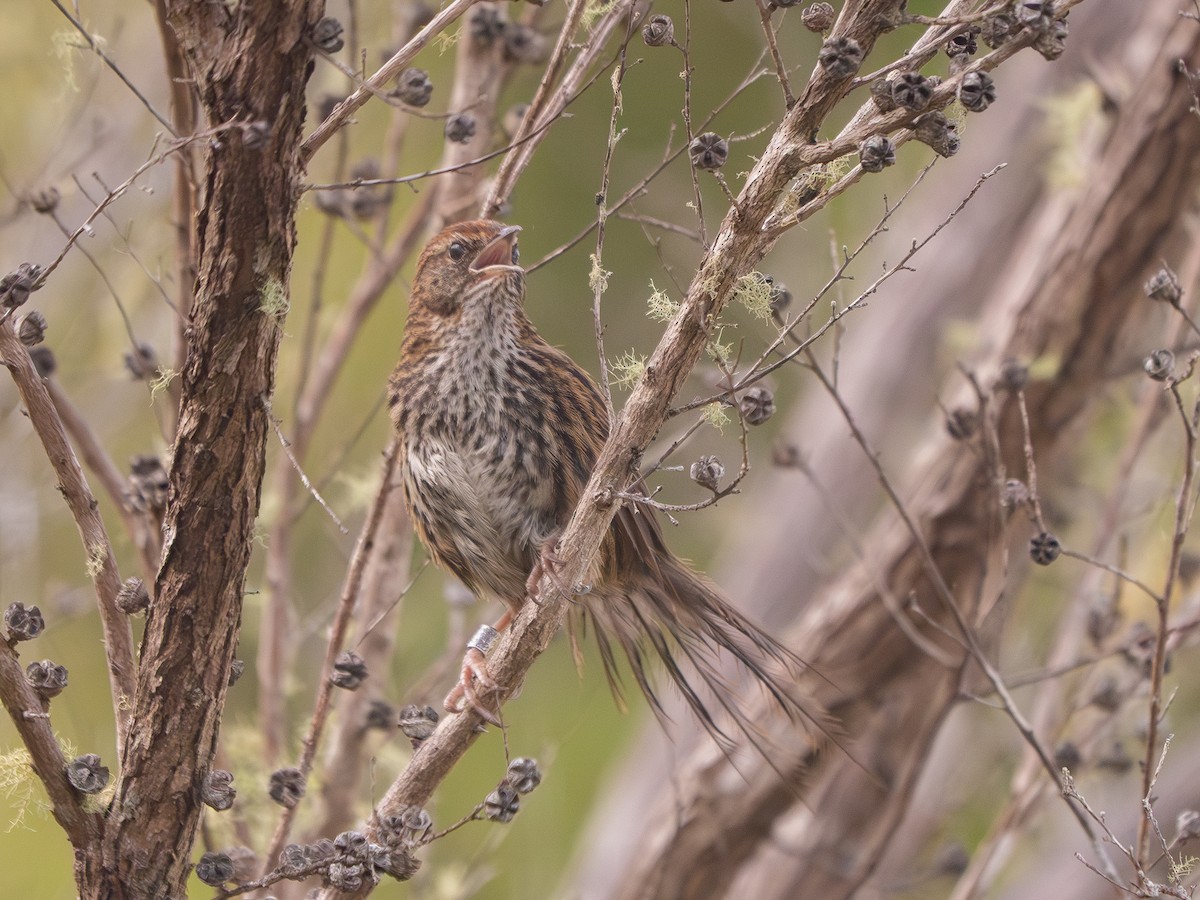 Mégalure matata - ML646170576