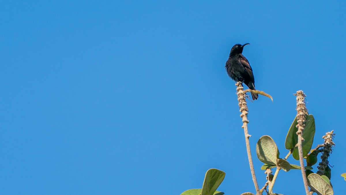 Souimanga améthyste - ML646170584