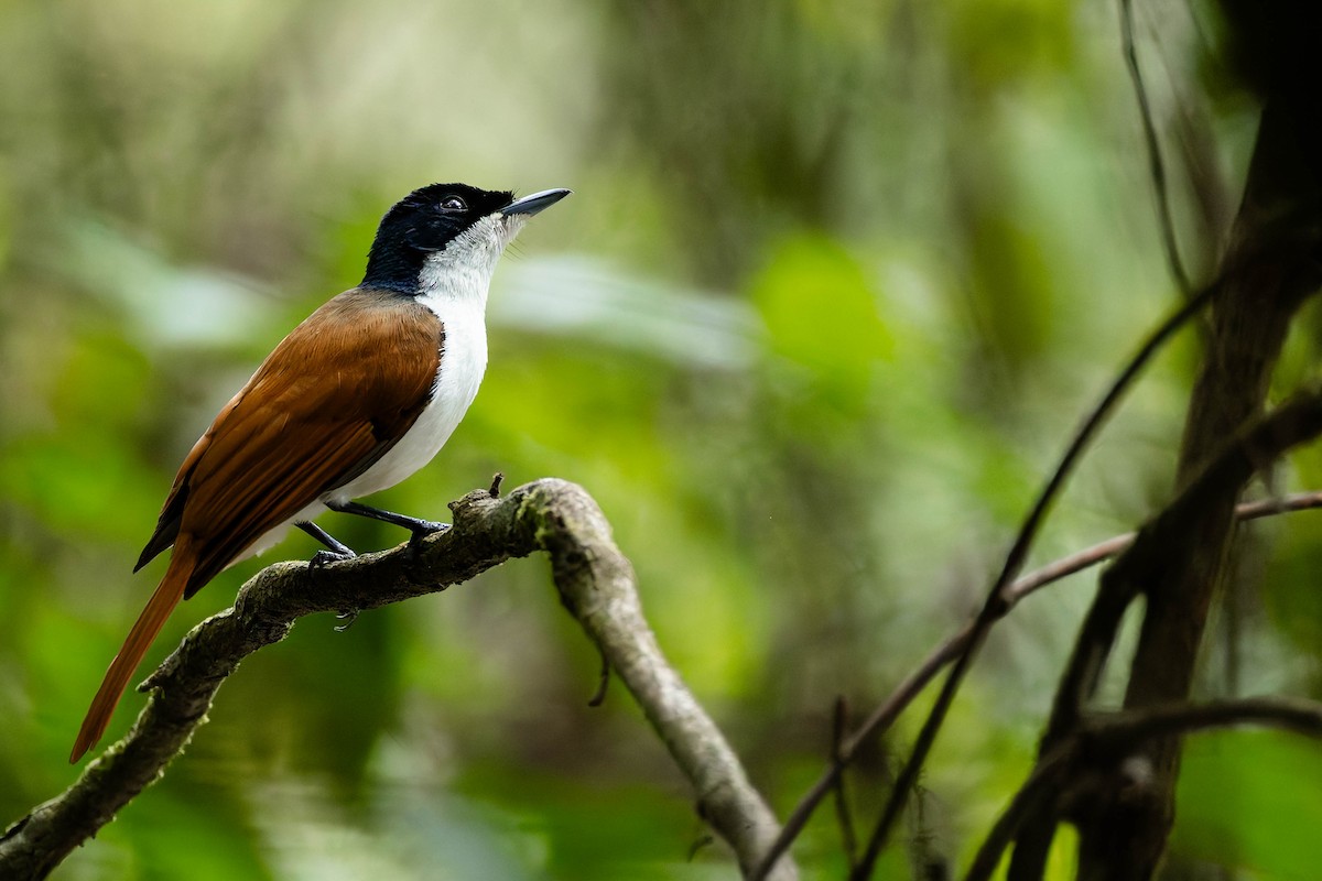 Monarque luisant - ML646170585