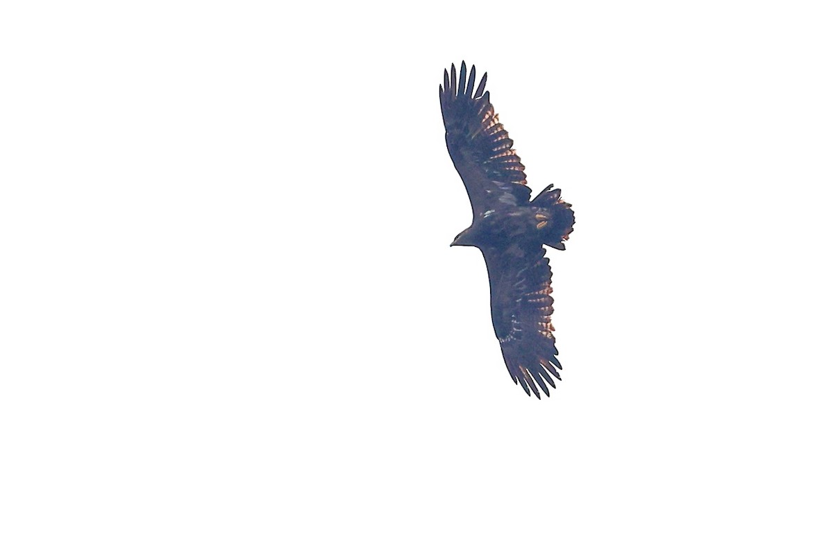 Aigle des steppes - ML646170586