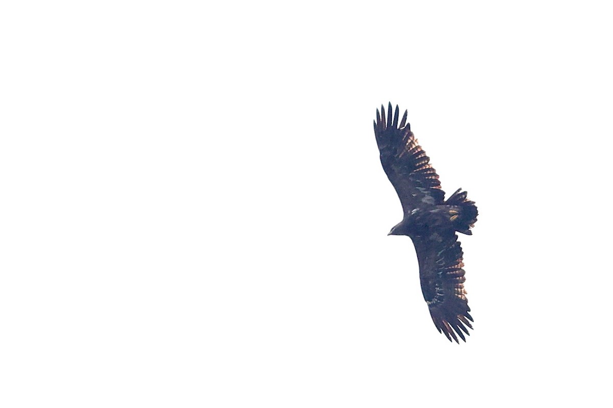 Aigle des steppes - ML646170587