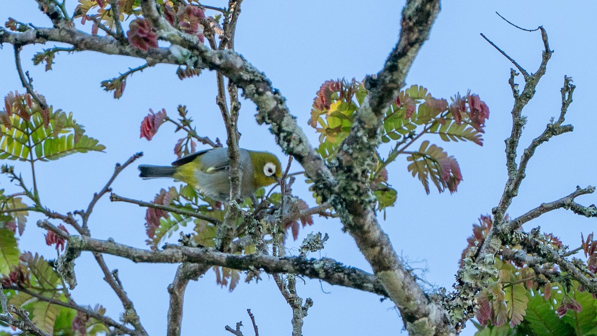 Zostérops des Taita - ML646170588