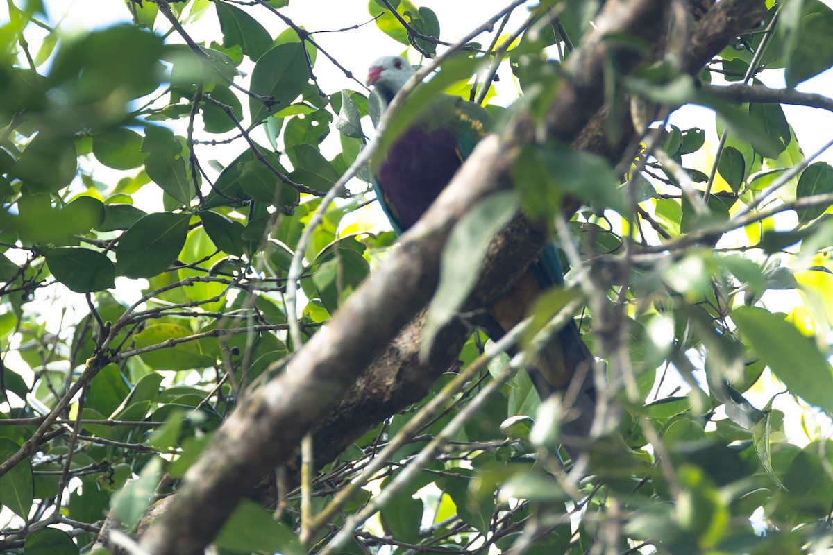 Ptilope magnifique - ML646170589