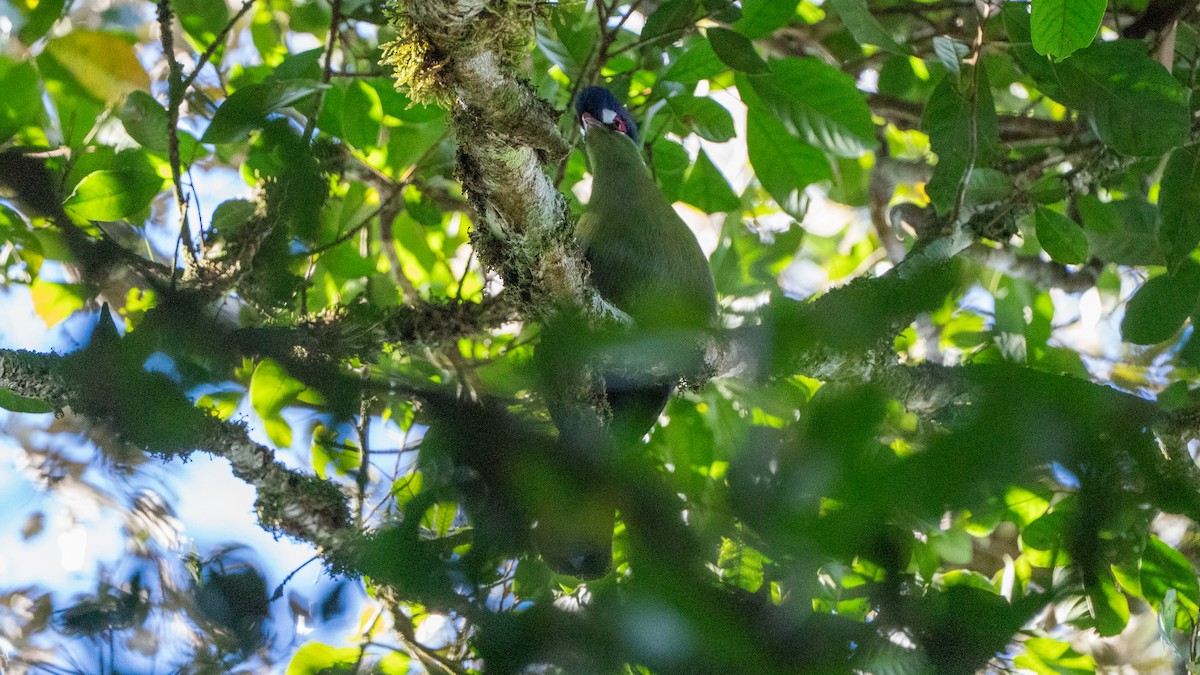 Touraco de Hartlaub - ML646170590