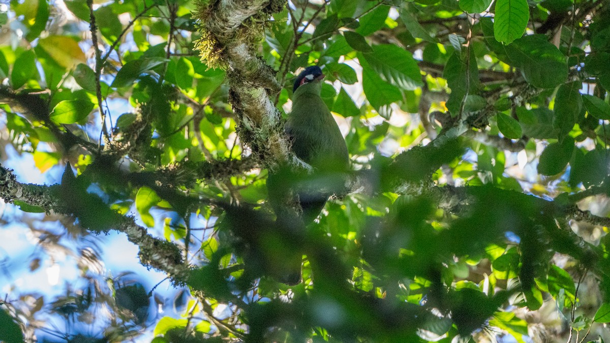 Touraco de Hartlaub - ML646170591