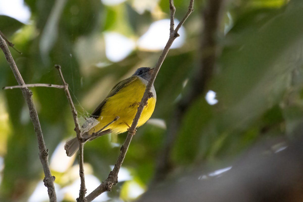 Gobemoustique à tête grise - ML646170592