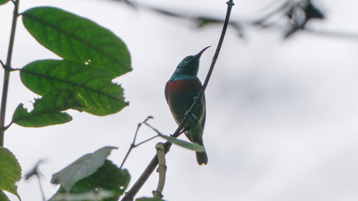 Souimanga des Usambara - ML646170593