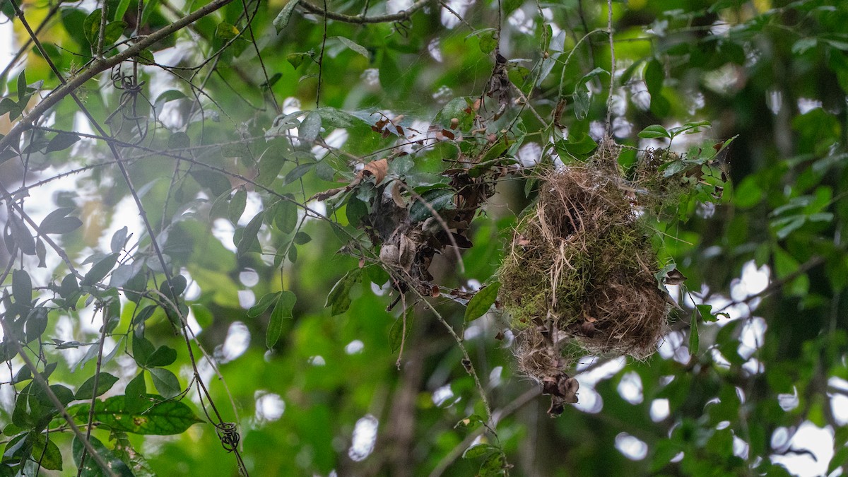 Souimanga des Usambara - ML646170594