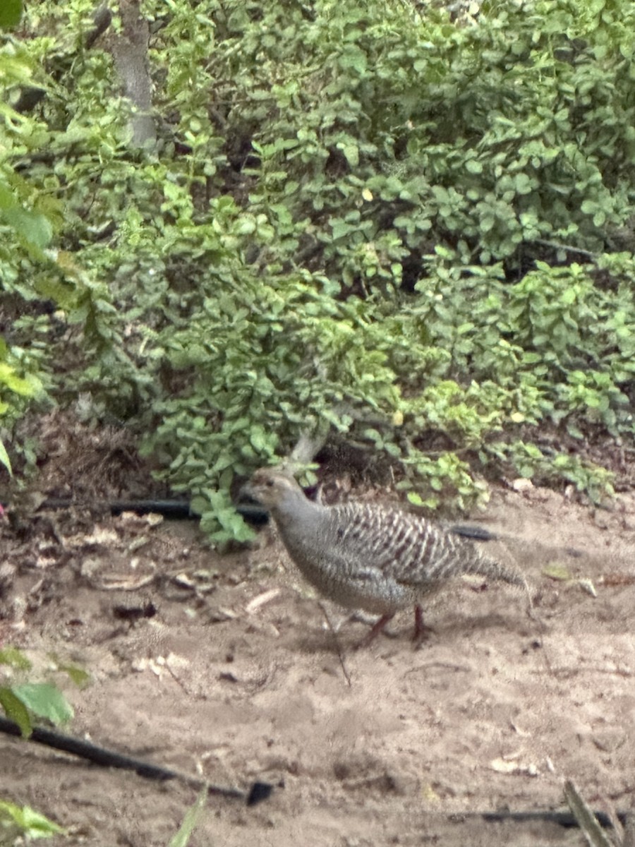 Francolin gris - ML646170595