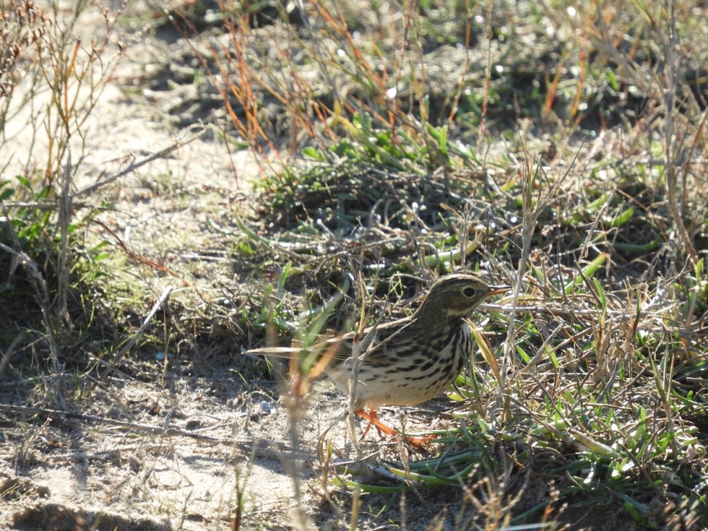 Pipit farlouse - ML646170596