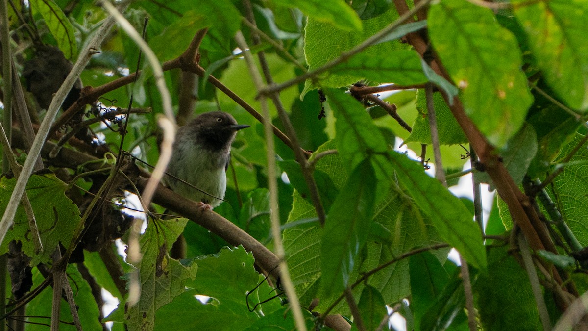 Apalis des Taita - ML646170597