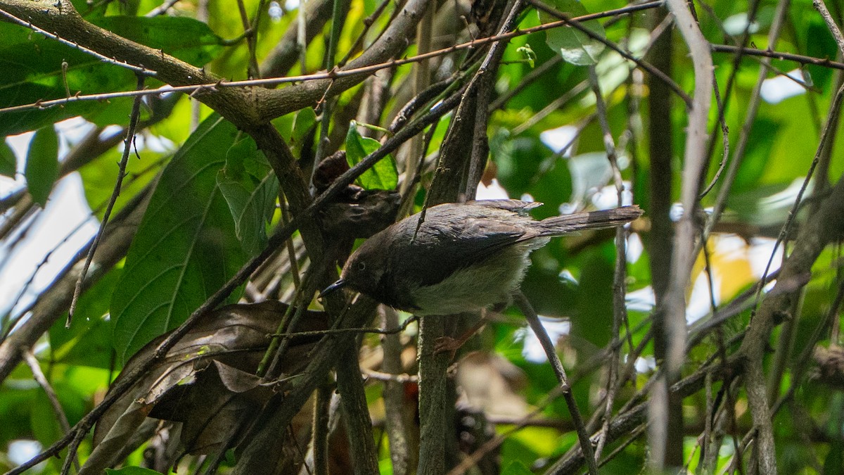 Apalis des Taita - ML646170598