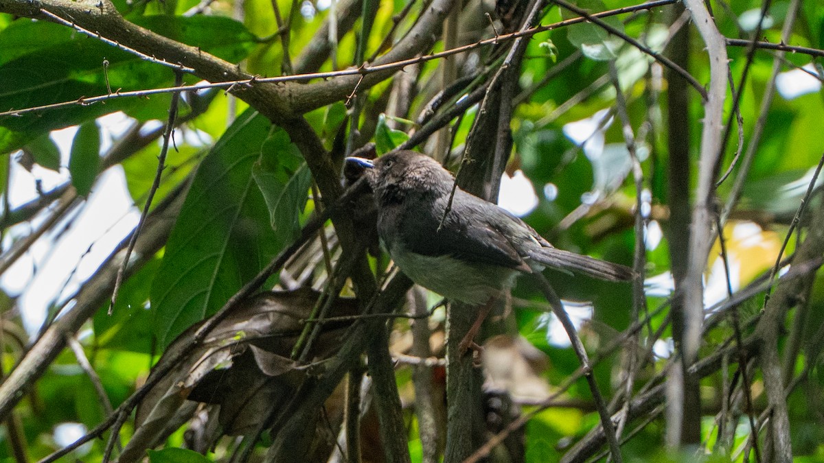 Apalis des Taita - ML646170599