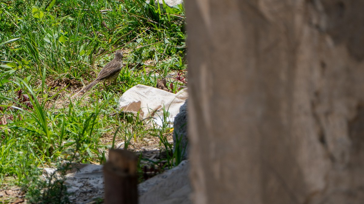 Pipit de Sundevall - ML646170601