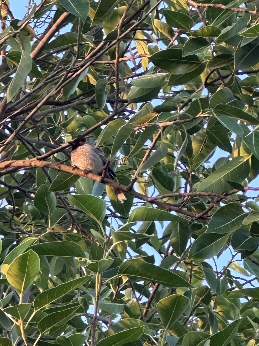 Bulbul à ventre rouge - ML646170602