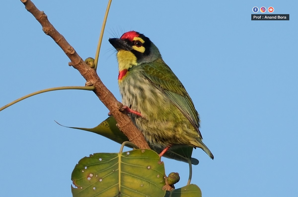 Barbu à plastron rouge - ML646170603