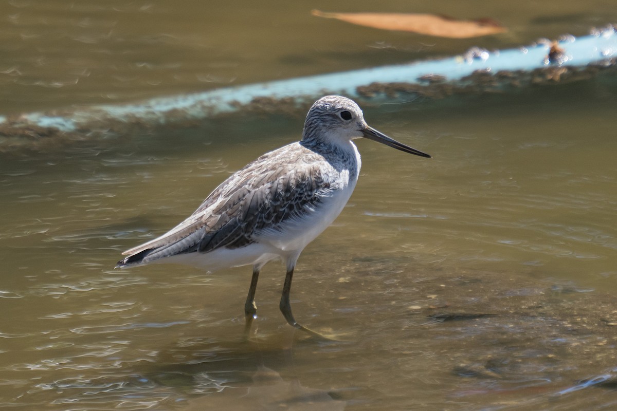 Chevalier aboyeur - ML646170604