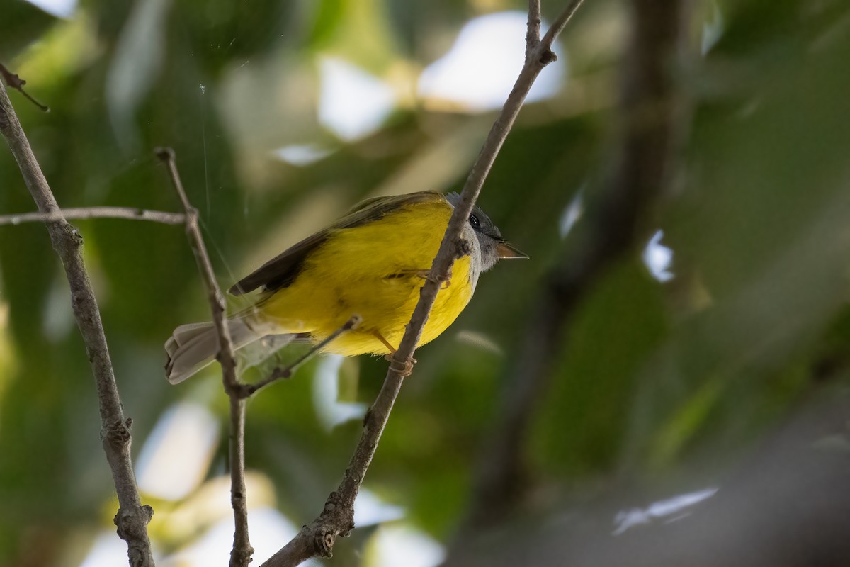 Gobemoustique à tête grise - ML646170605