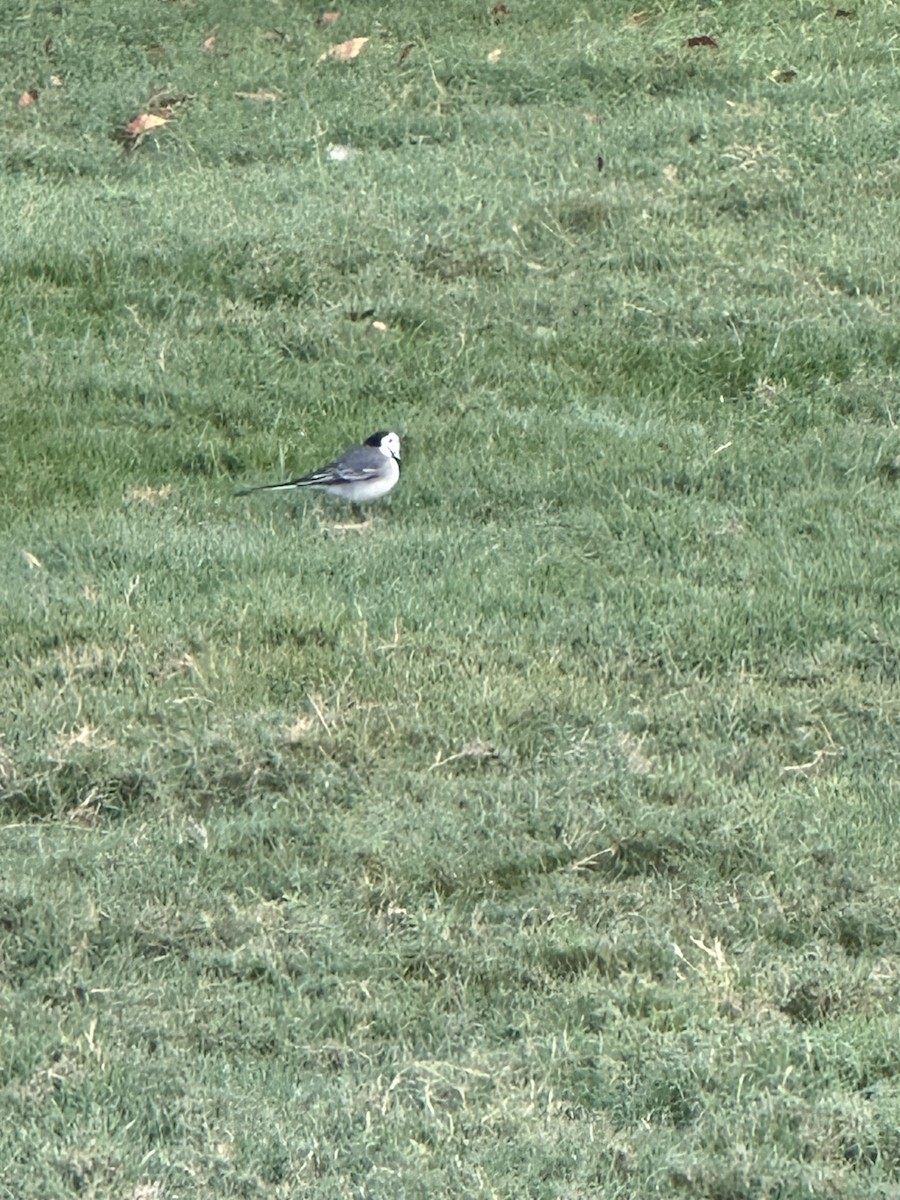 Bergeronnette grise - ML646170606