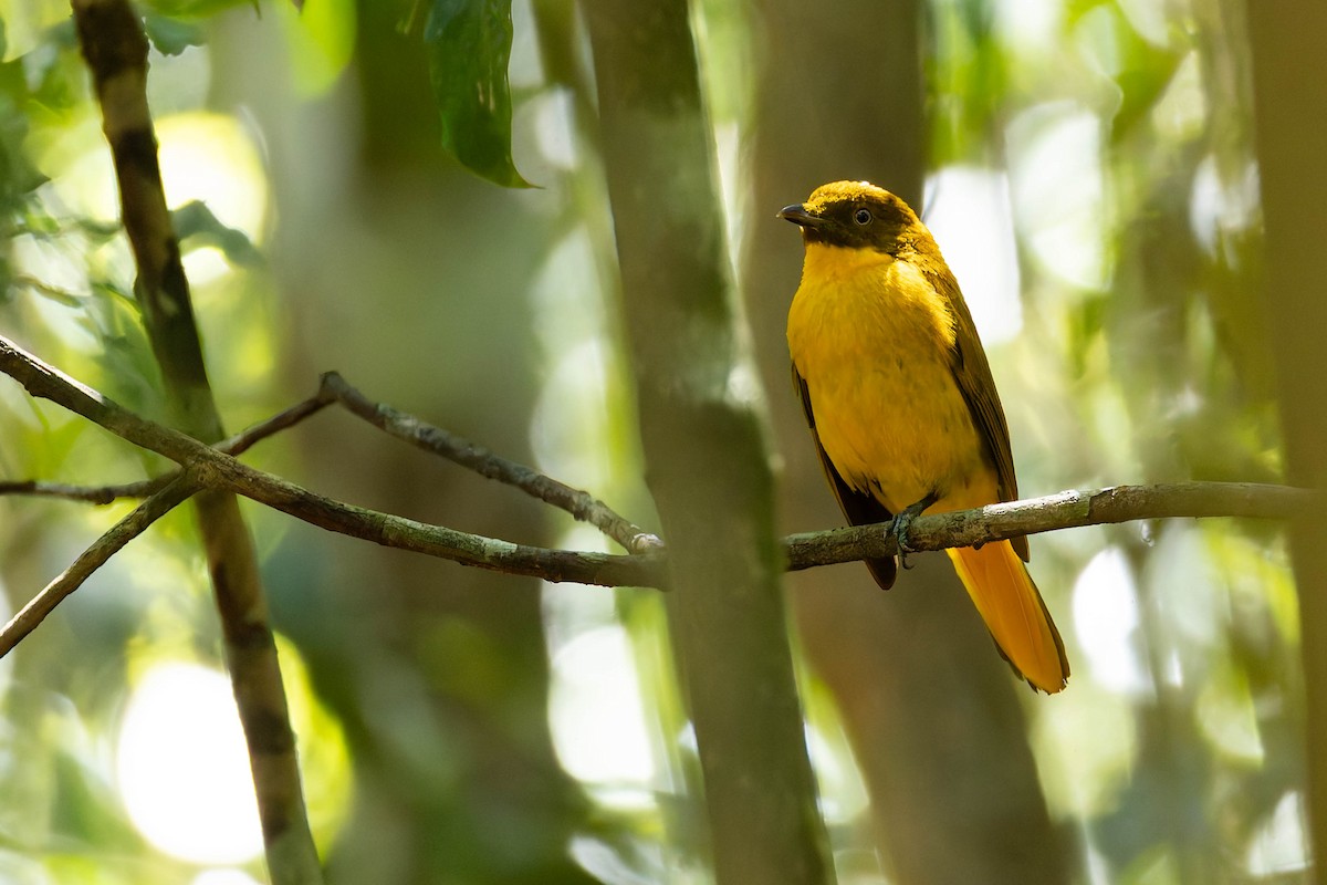 Jardinier de Newton - ML646170607