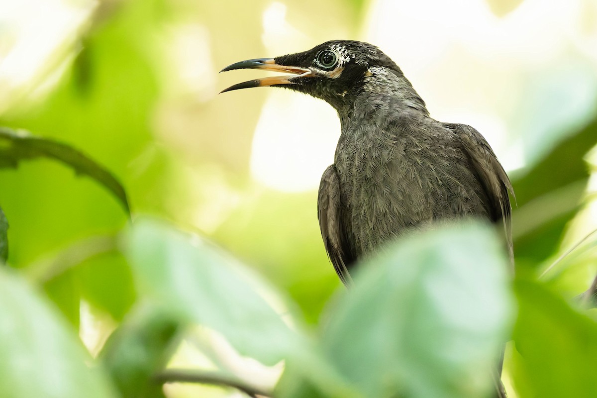 Méliphage bridé - ML646170609