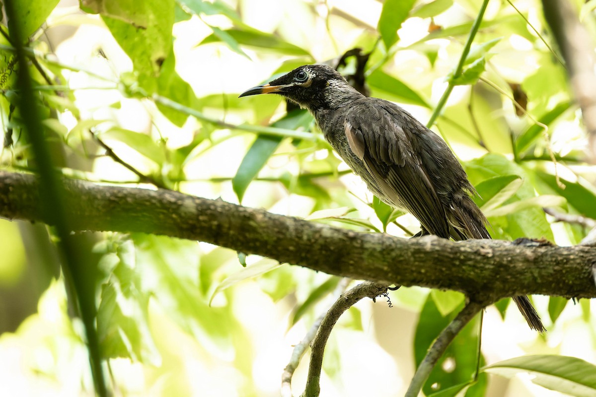 Méliphage bridé - ML646170610