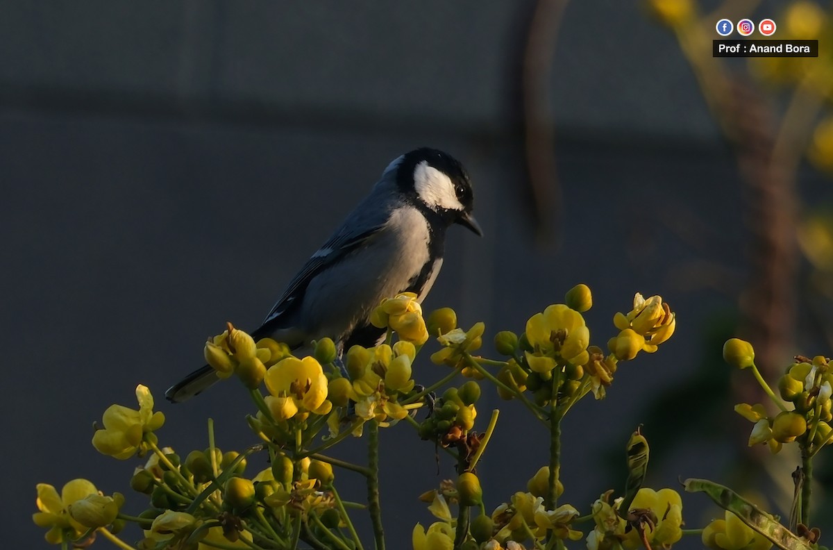 Asian Tit - ML646170614