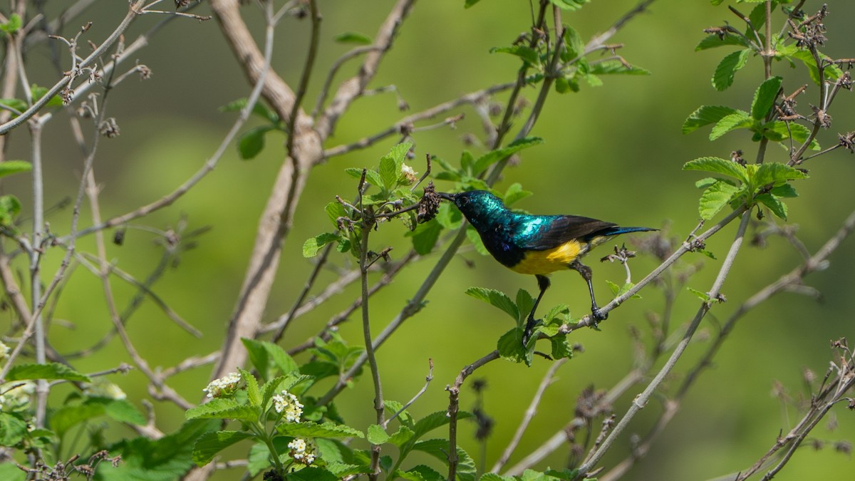 Souimanga à ventre jaune - ML646170616