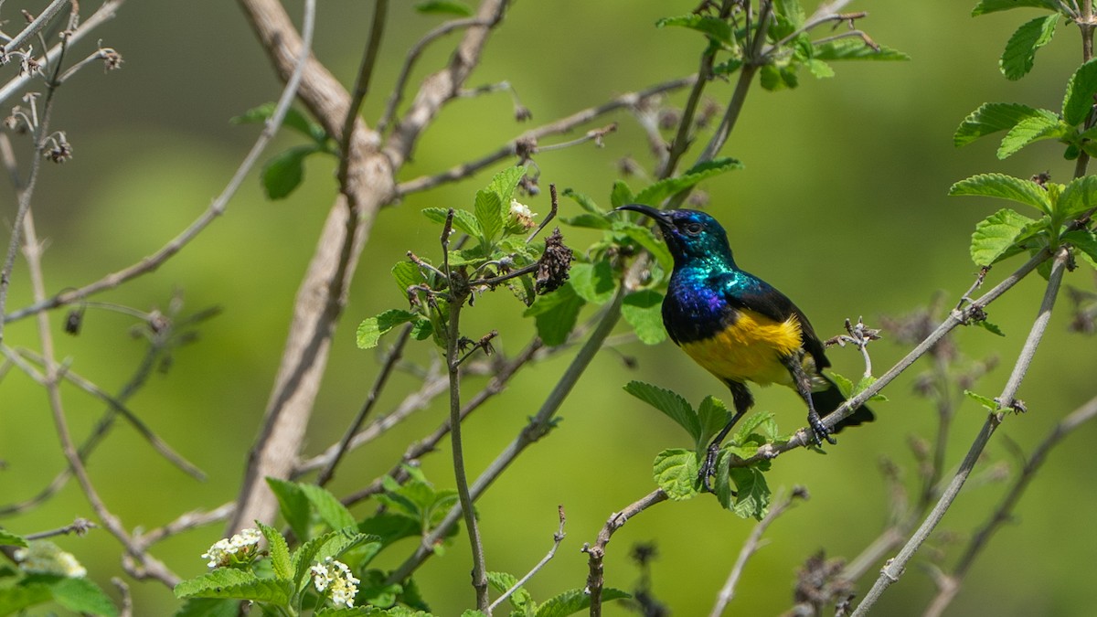 Souimanga à ventre jaune - ML646170617