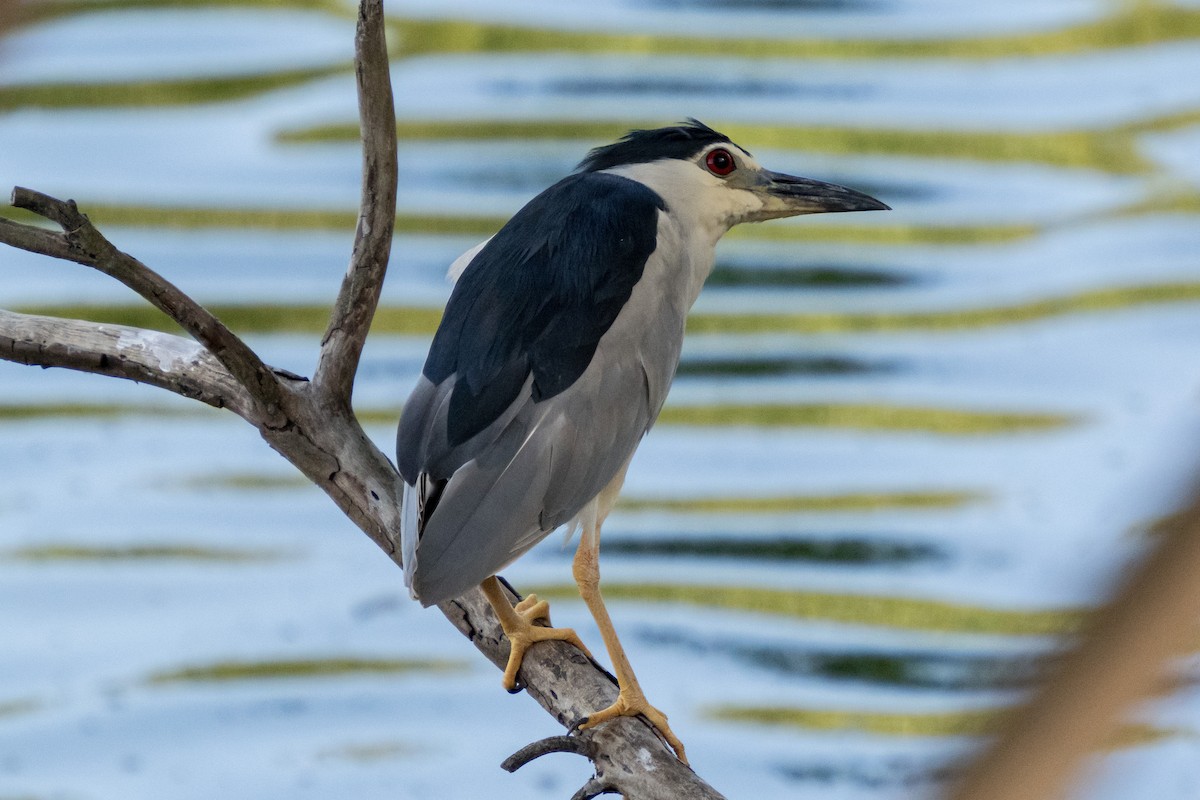 Black-crowned Night Heron - ML646170618