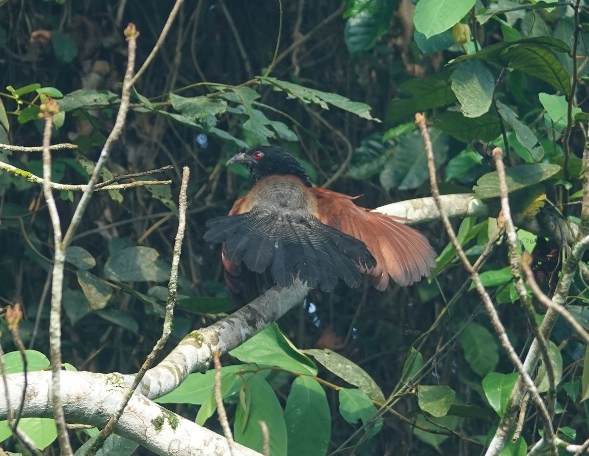 Black-throated Coucal - ML646170619