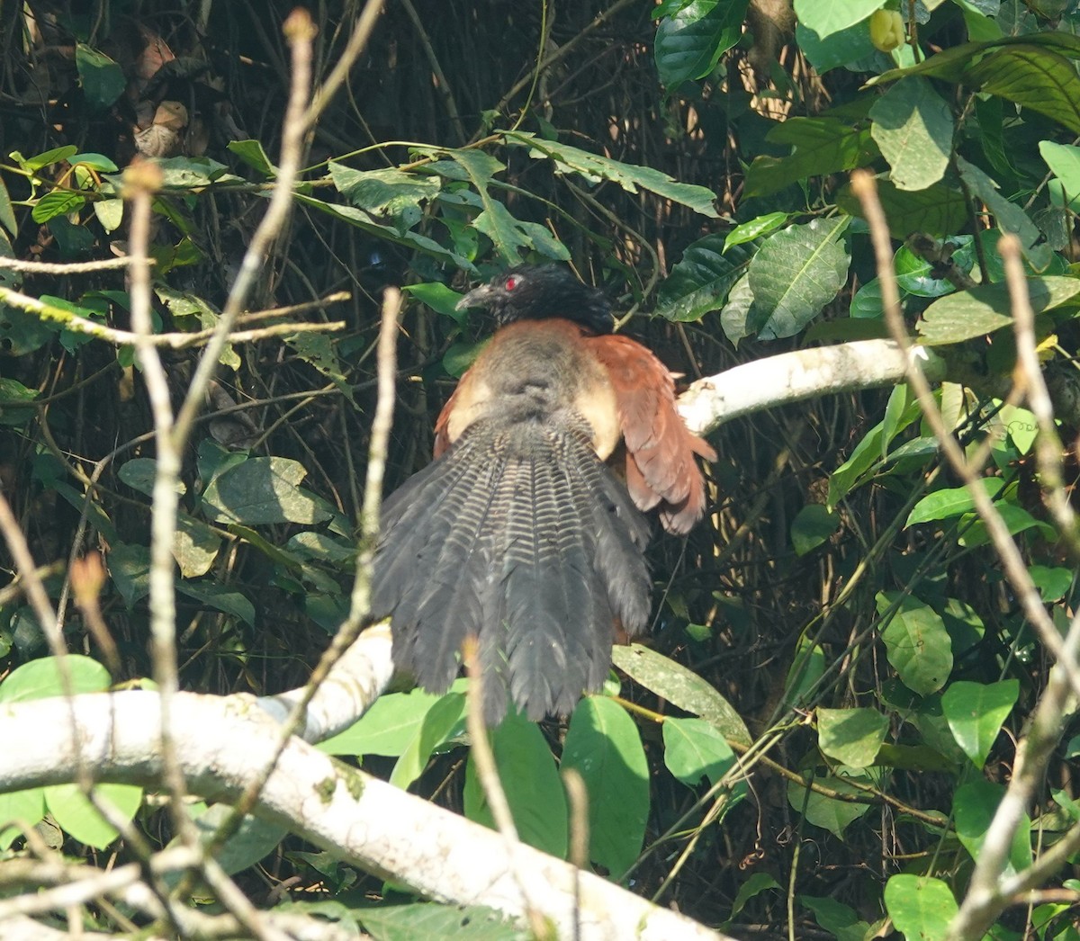 Black-throated Coucal - ML646170620