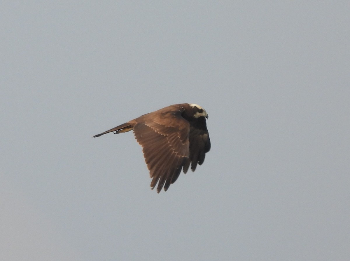 Western Marsh Harrier - ML646170621