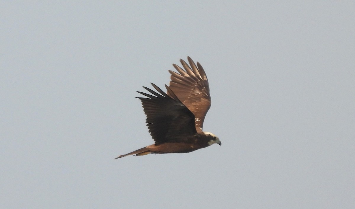 Western Marsh Harrier - ML646170622