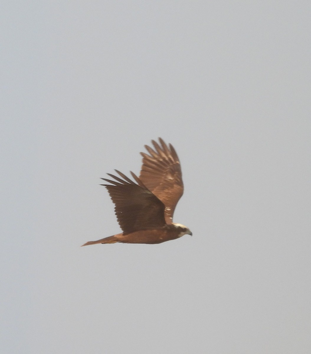 Western Marsh Harrier - ML646170623
