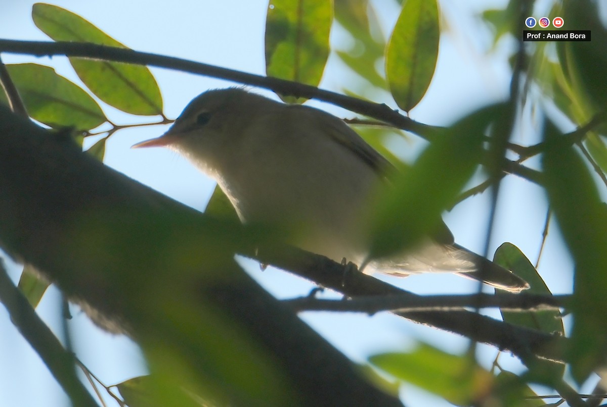 Sykes's Warbler - ML646170624