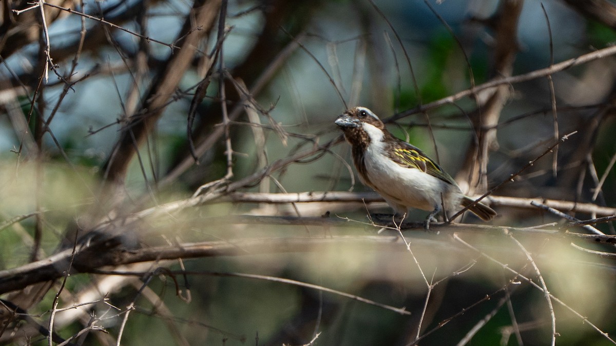 Black-throated Barbet - ML646170627