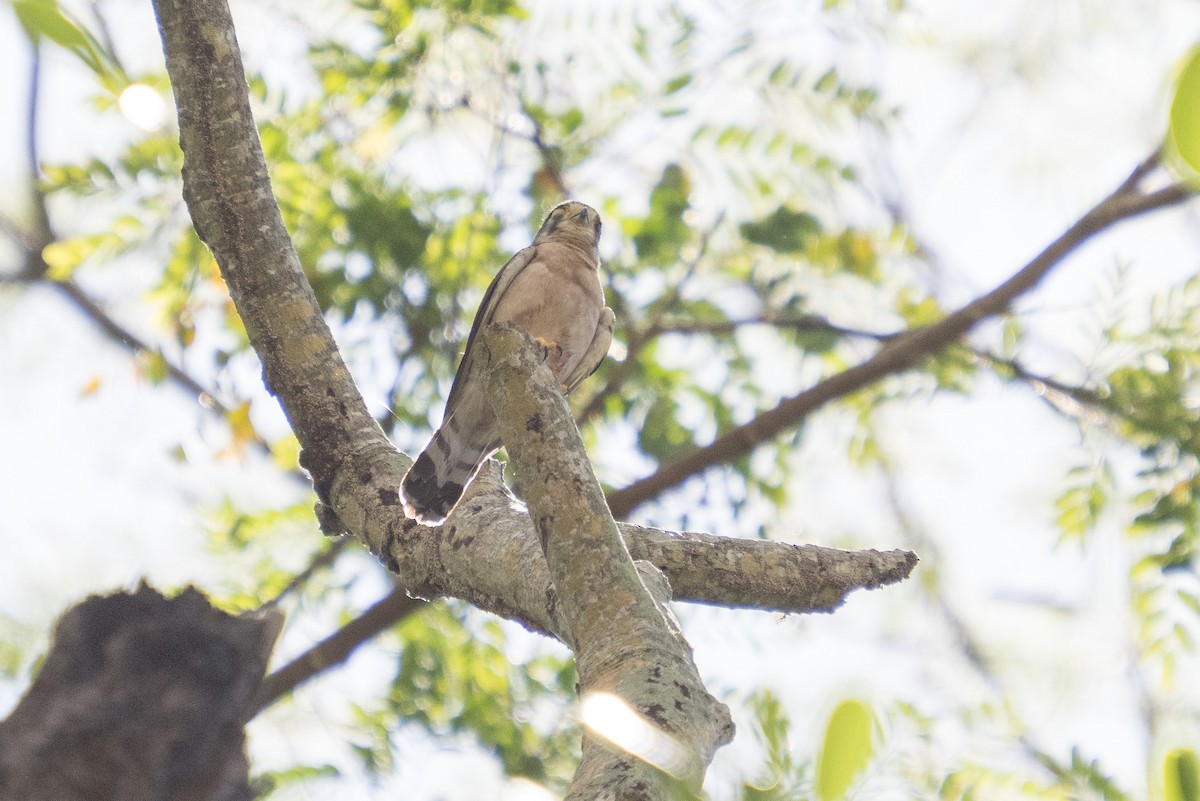 Seychelles Kestrel - ML646170628