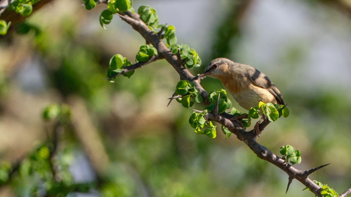 Northern Crombec - ML646170629