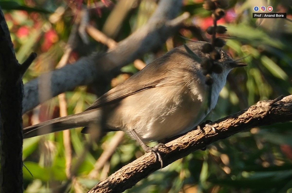 Lesser Whitethroat - ML646170630