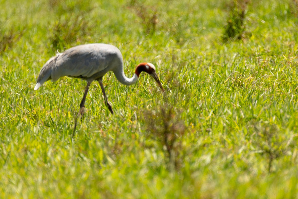 Sarus Crane - ML646170635