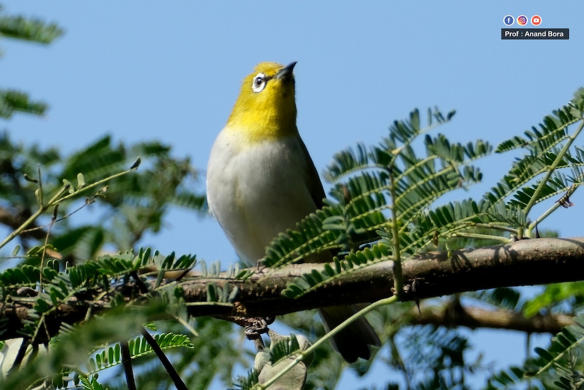 Indian White-eye - ML646170638