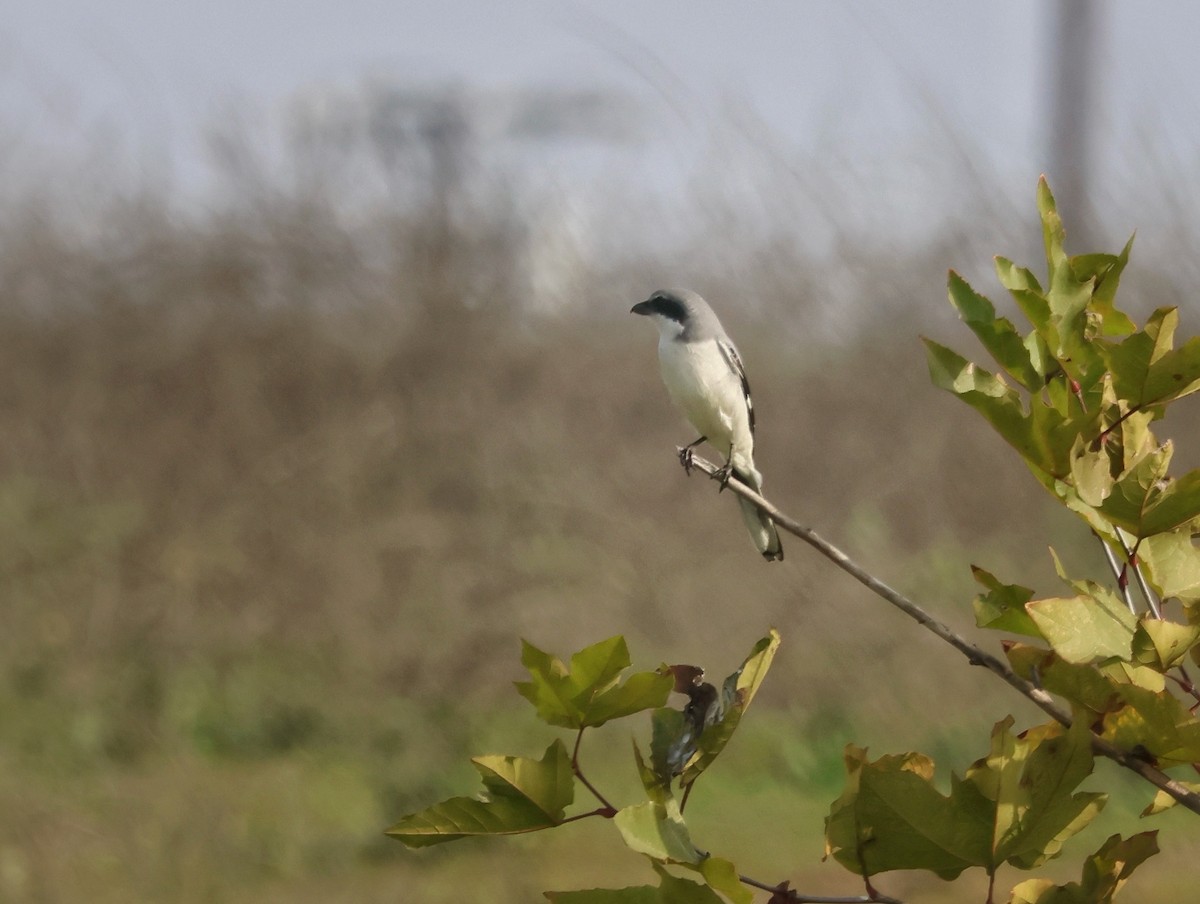 Loggerhead Shrike - ML646170639
