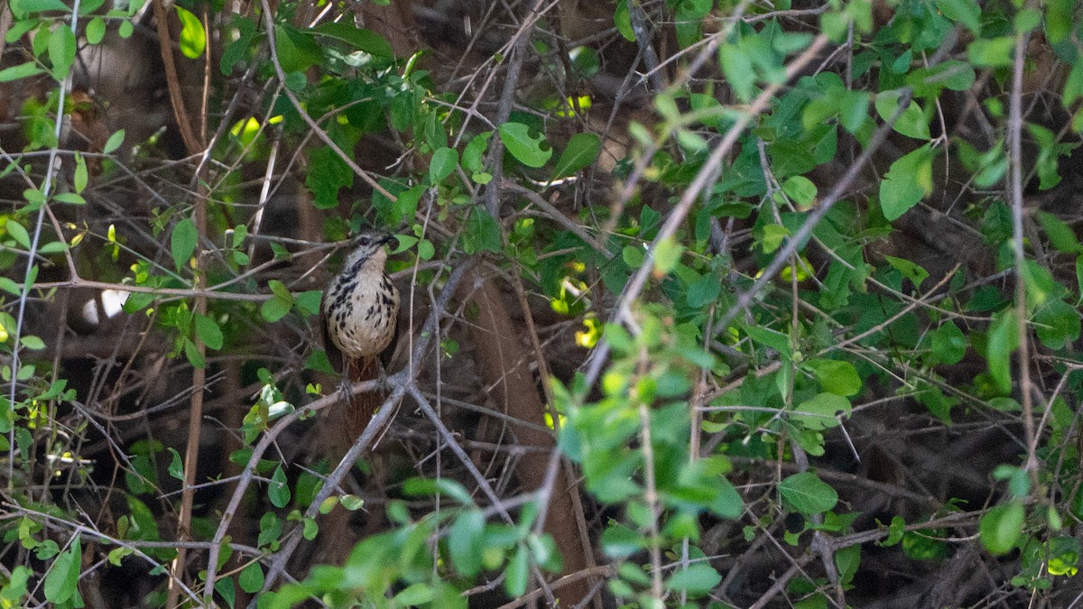 Spotted Morning-Thrush - ML646170640