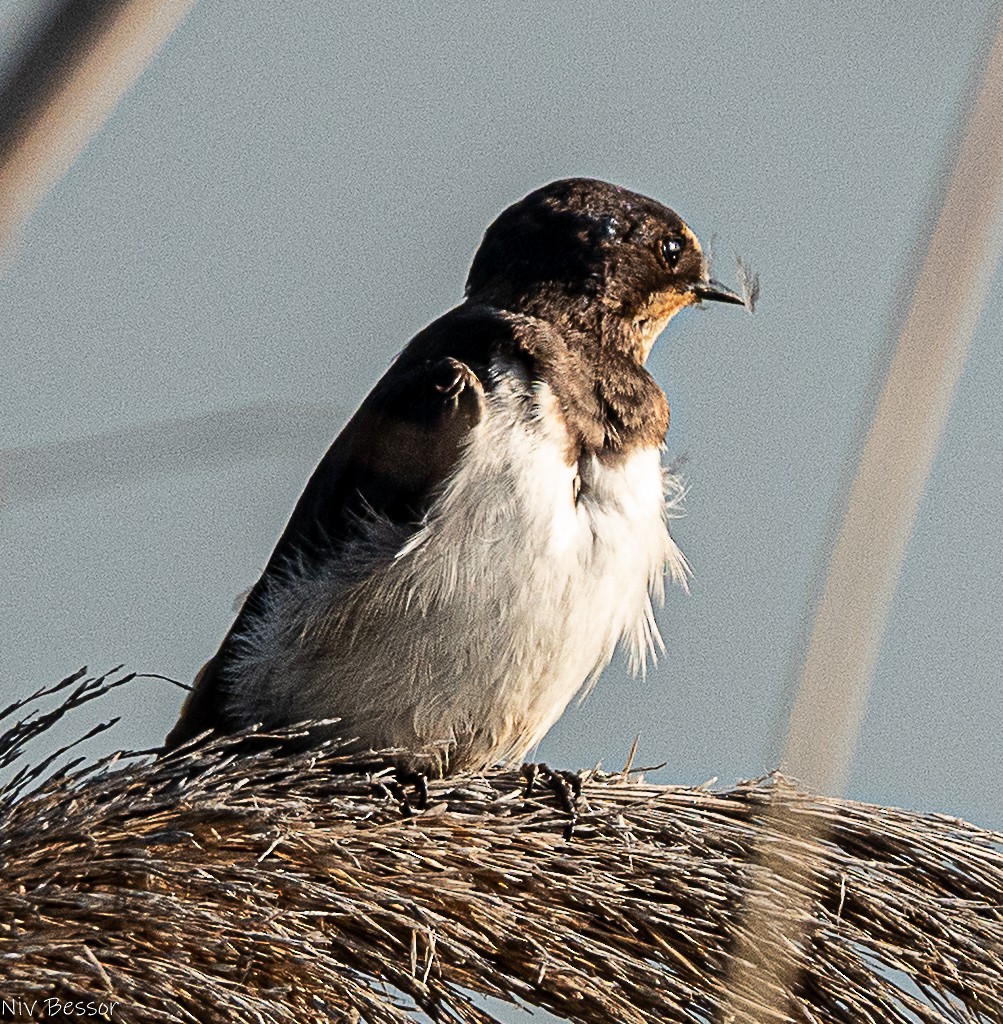Northern Shoveler - ML646170641