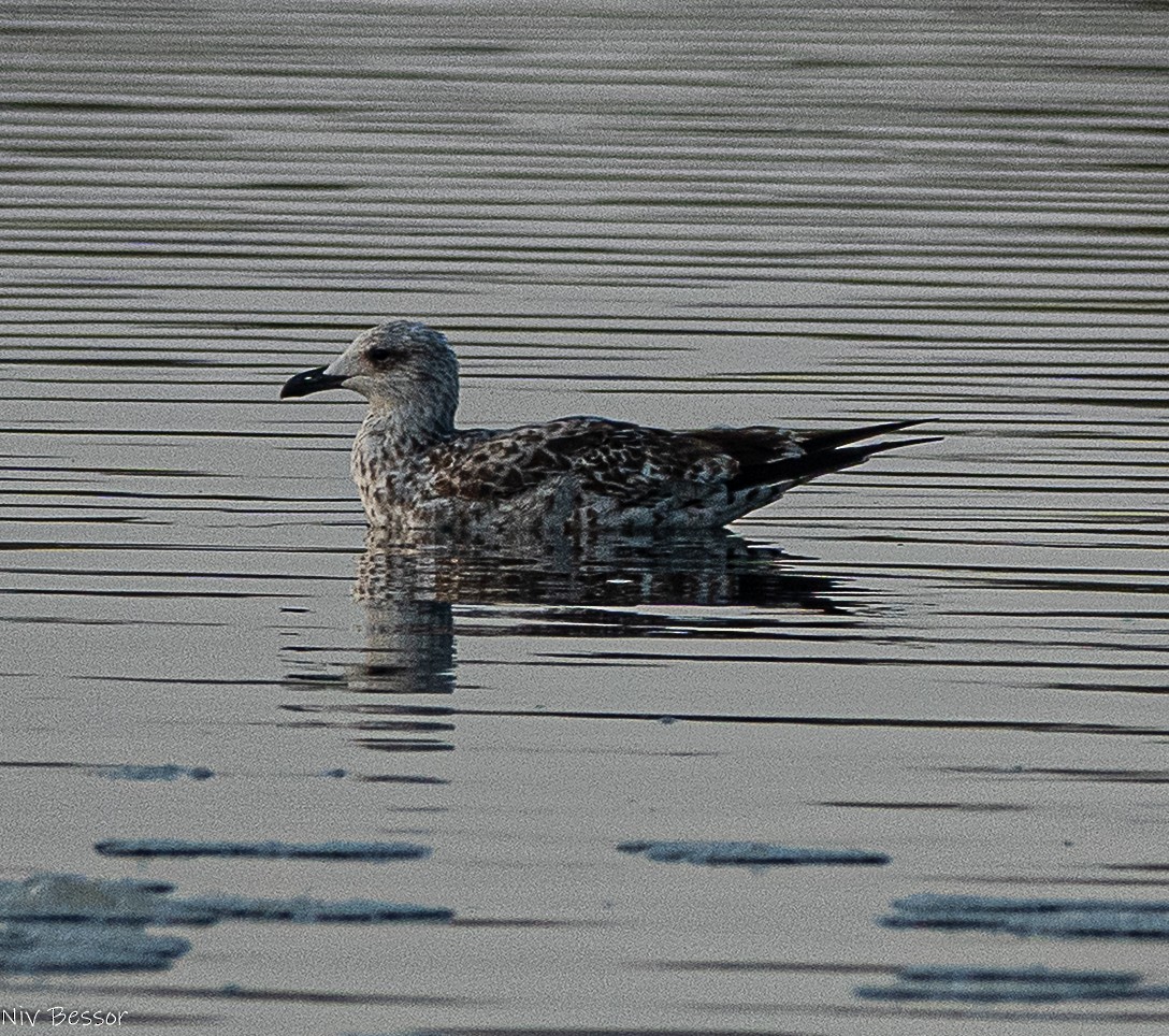 Northern Shoveler - ML646170642