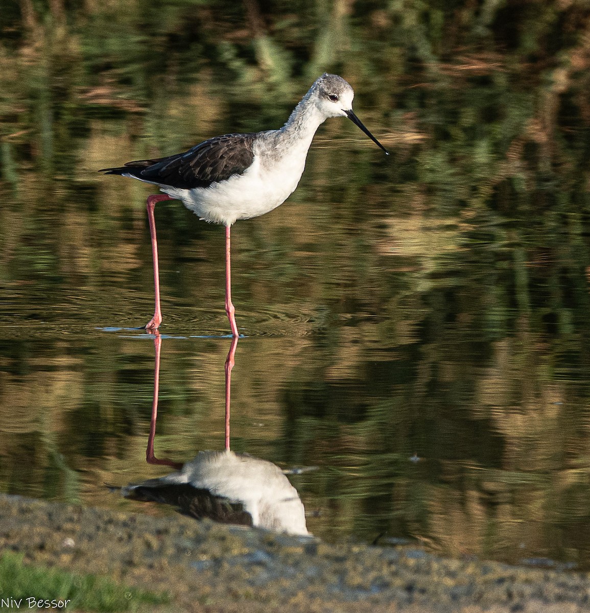 Northern Shoveler - ML646170643