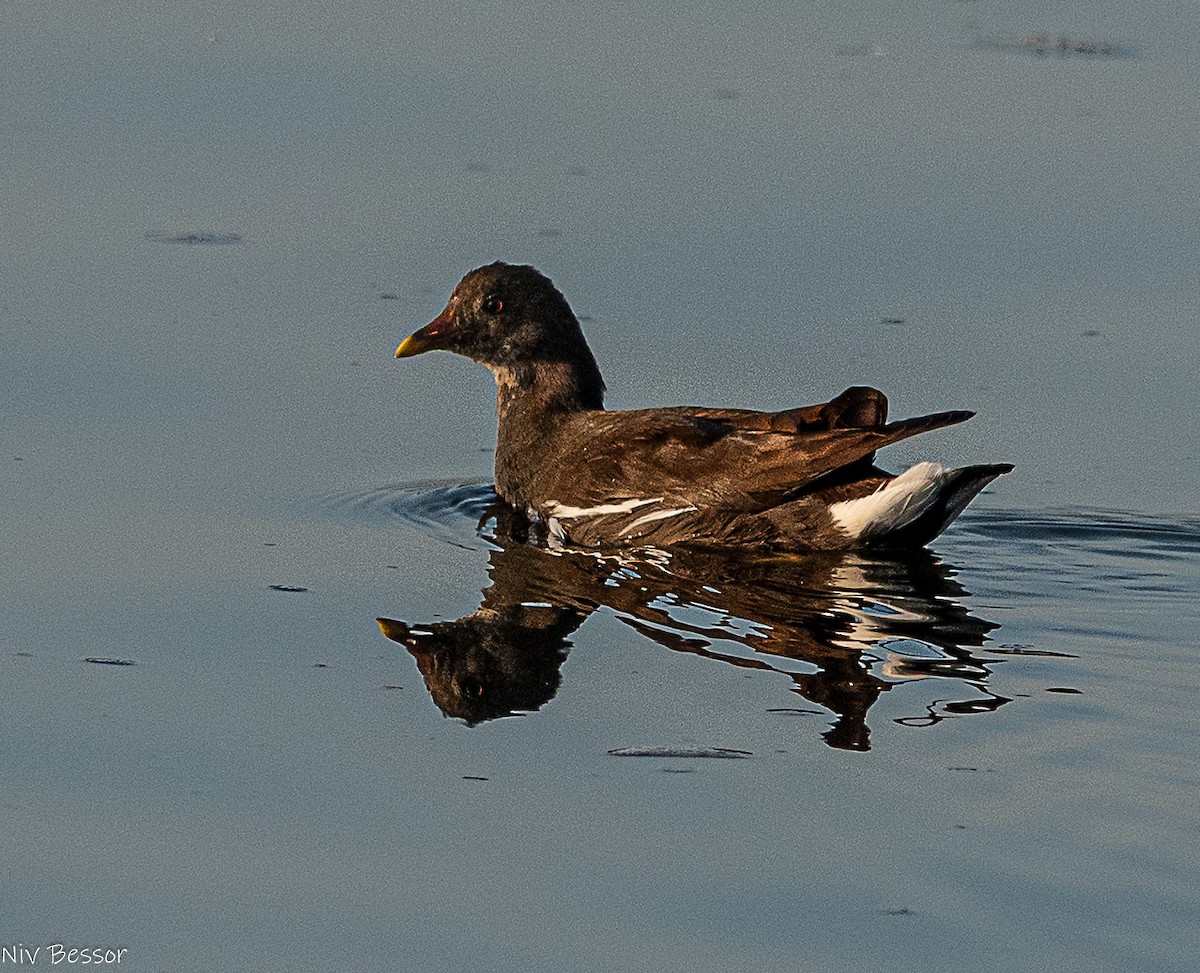 Northern Shoveler - ML646170645