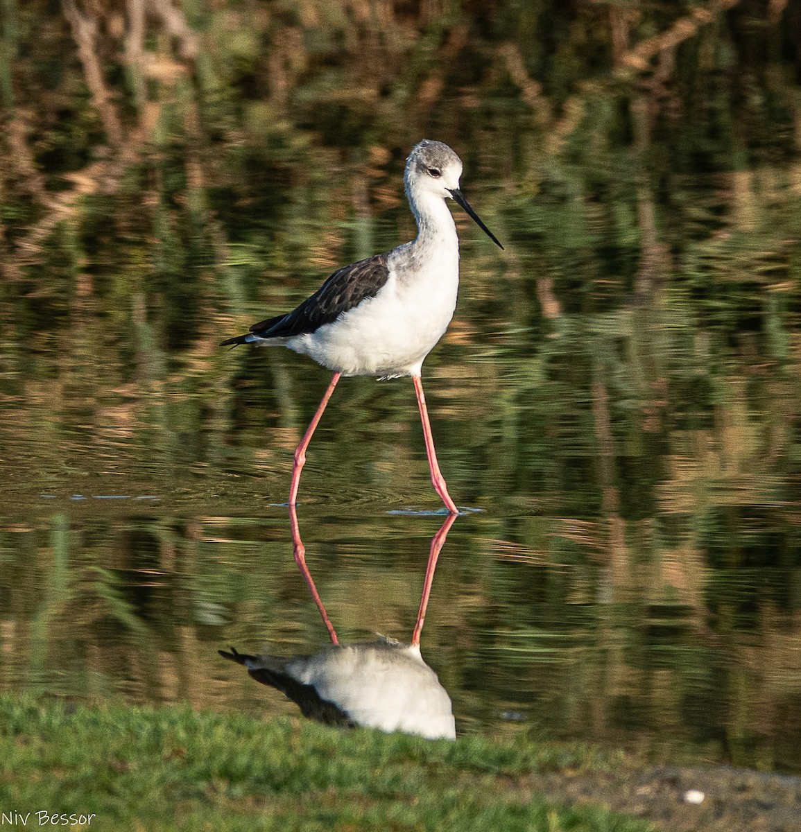 Northern Shoveler - ML646170648